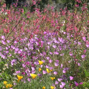 wildflower medley, SBBG Photo Contest 2012