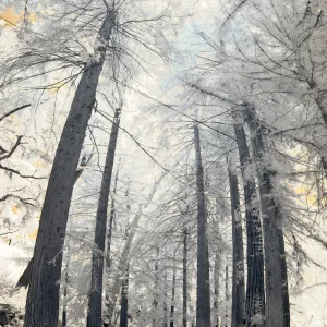 Redwood Section, tall panorama, infrared, SBBG Photo Contest2012