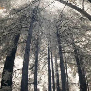 Redwood Section, tall panorama, infrared, SBBG Photo Contest 2012