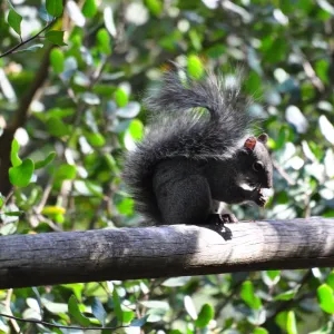 grey squirrel, SBBG Photo Contest 2012