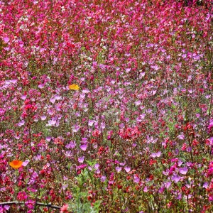 wildflower medley, SBBG Photo Contest 2012