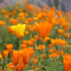 Field of Poppoies, third place winner, Garden Postcard category, SBBG Photo Contest 2012