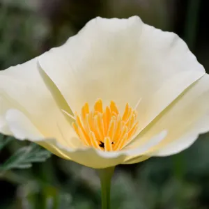 white poppy flower, SBBG Photo Contest 2012
