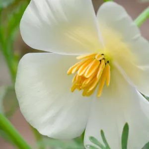 white poppy flower, SBBG Photo Contest 2012