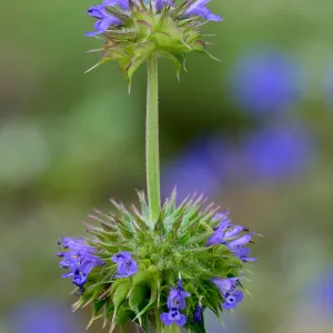 Chia, Salvia columbariae. SBBG Photo Contest 2012