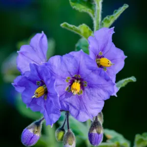 Solanum xanti, SBBG Photo Contest 2012