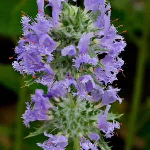 SBBG Photo Contest 2012. Salvia carduacea, thistle sage