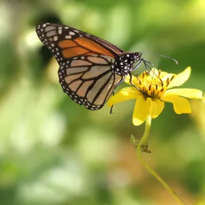 monarch buttefly, pollinator, SBBG Photo Contest 2012