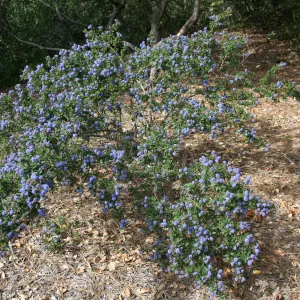 Ceanothus (California Lilac) at SBBG