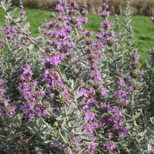 Salvia Amethyst Bluff at SBBG (Sage)