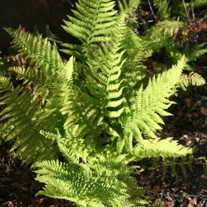 Bracken Fern, Pteridium aquilinum