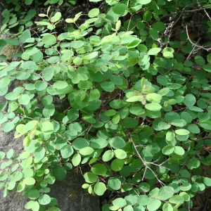 Symphoricarpos mollis