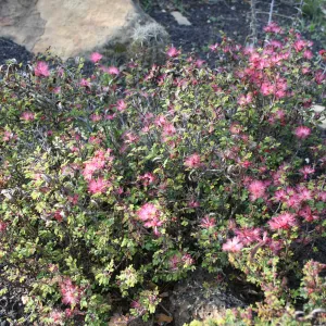 Fairy duster - Calliandra eriophylla - in the Desert Section