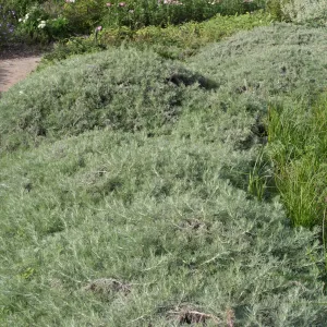 Artemisia 'Canyon Grey' in the Ground Cover Display