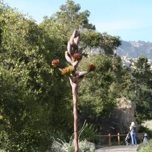 Agave shawii in flower in the Desert Section