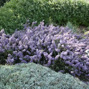Ceanothus maritimus with Lessingia 'Silver Carpet', Salvia 'Pt. Sal' at Wittl garden