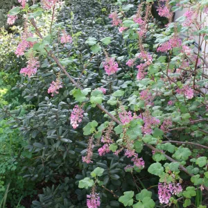 Ribes sanguineum glutinosum at Wittl garden