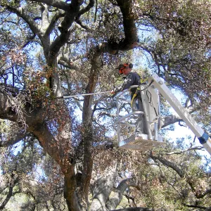 New cherry picker lift from 2009 Stanley Smith Grant