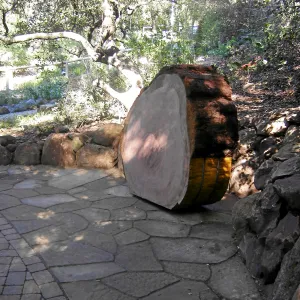 Giant Sequoia, Sequoiadendron gigantea, Redwood Round, in Arroyo Section