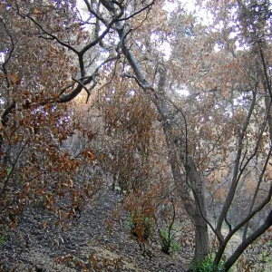 Jesusita Fire damage in the Island Section
