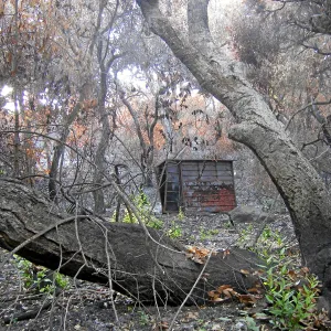 Fire damage in the Canyon - Island Section