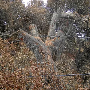 Jesusita Fire clearance