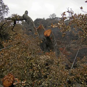 Jesusita Fire, downed trees and utility work
