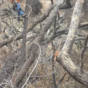 Jesusita Fire, downed trees and utility pole work