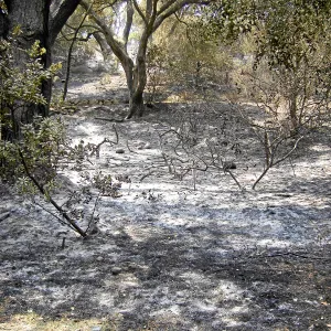 Jesusita Fire