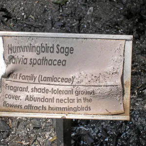 Plant identification sign damage after the Jesusita fire
