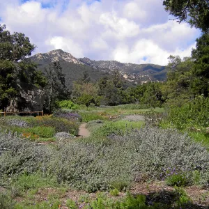 Meadow, looking north