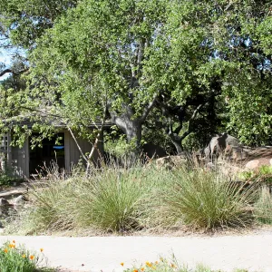 Meadow, Southwest