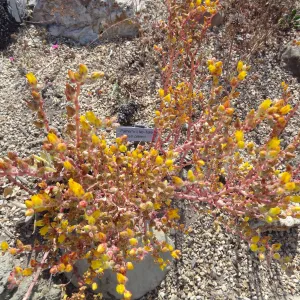 Dudleya Palmeri, Dudleya Display in bloom