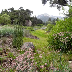 SBBG Meadow, view to the mountains, clouds, Eriogonum in bloom