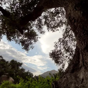 SBBG lower Meadow, monsoon clouds, late afternoon, natural window, view to mountains, Blaksley Boulder