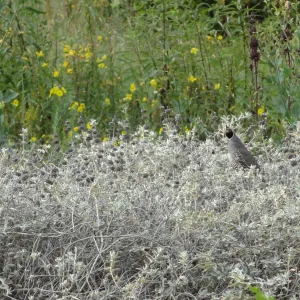 California quail, lower Meadow, Ground Cover Display