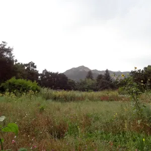 SBBG Meadow, view to mountains