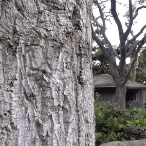 oak trunk, Meadow Oaks, Information Kiosk, stone bench, Orchid Display, Meadow Pond, panorama