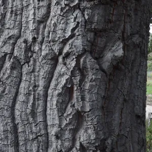 oak trunk, Meadow Oaks, panorama