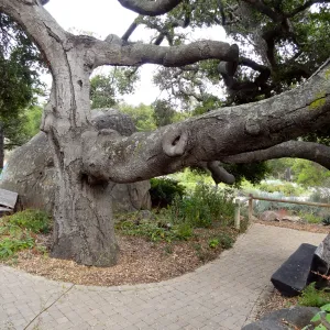 branching Coast live oak, Quercus agrifolia, Meadow Oaks, wood bench, pavered path, Blaksley Boulder