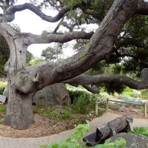 branching Coast live oak, Quercus agrifolia, Meadow Oaks, wood bench, pavered path, Blaksley Boulder