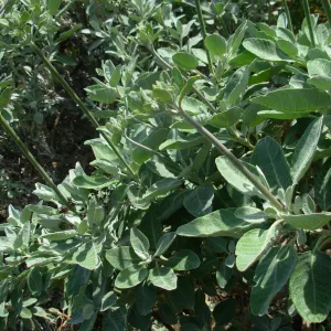 Buckwheat