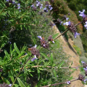 Salvia brandegeei (sage)