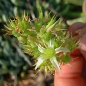 Flower close-up 