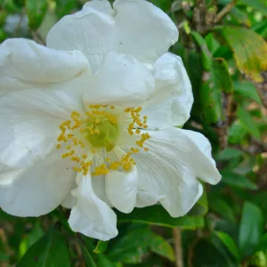 Carpenteria californica