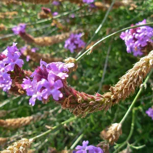 Verbena lilacina
