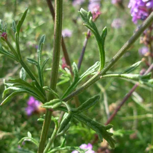 Verbena lilacina