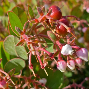 Arctostaphylos glauca