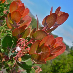 Arctostaphylos glauca