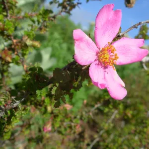 Rosa sp.